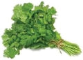 Todd's Seeds Coriander (Split Seed Cilantro) Slo-Bolting Herb Seed, Non-GMO, Chemical Free, High Germination (1/4 Pound)