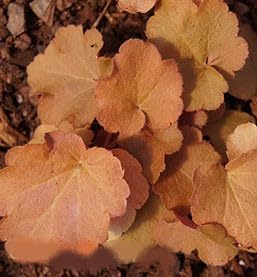 Greenwood Nursery: Live Perennial Plants - Caramel Heuchera + Coral Bells - [Qty: 2X Pint Pots] - (Click for Other Available Plants/Quantities)