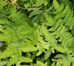 Greenwood Nursery: Live Perennial Plants - Royal Fern + Osmunda Regalis - [Qty: 10x 3.5 Pots] - (Click for Other Available Plants/Quantities)