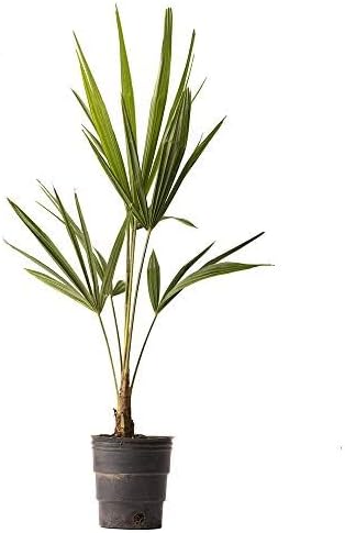 American Plant Exchange Windmill Palm Tree, Cold Hardy, Drought Tolerant, Easy Care Tropical Live Plant for Outdoor Landscapes, 2 Pack of 4” Pots