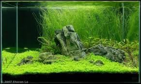 3 Pack Freshwater Aquarium Decor, Easy Growing Dwarf Carpet for Fish Tank/Terrarium, Natural Aquatic Plant Growth Material (Long Hair Grass)