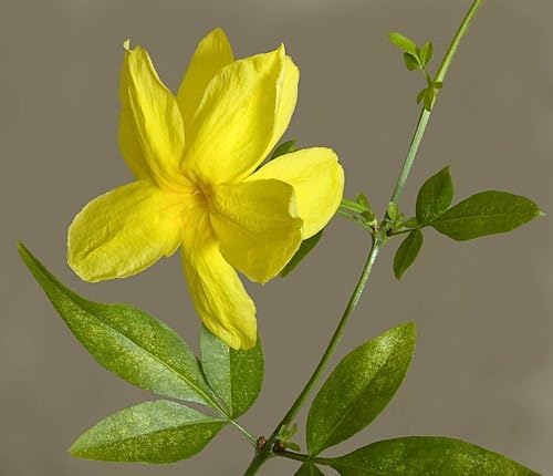 Primrose Jasmine (Jasminum Mesnyi) Live Plant - Fragrant Yellow Blooms. Japanese, Chinese, Asian. Indoor, Outdoor Shrub (4 prim jas Cups)