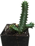 Lifesaver Plant (Huernia zebrina) Live House Plant in 2.5 inch Pot - by Smoke Camp Crafts - Organic Live Plant