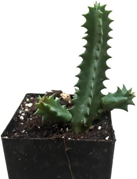 Lifesaver Plant (Huernia zebrina) Live House Plant in 2.5 inch Pot - by Smoke Camp Crafts - Organic Live Plant