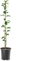Fuji Apple Tree, 1 Gallon Live Nursery Pot - Sweet, Crisp Fruit | Arbor Day Foundation (Due to Agricultural Laws, Unavailable to CA, WA or AZ)