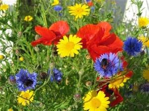 Wildflower Seed Mix, 16 Ounces of Seed (1 Pound), Great for Colorful Border Gardens, USA Product.