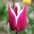 Claudia Lily Flowering Tulip Flower Bulbs - 10 Bulbs per Pack - Good as Cut Flowers - Good for Indoor Forcing - Easy to Grow Live Plants - Outdoor Garden