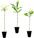Overcup Oak Tree | 20 Live Seedlings | Quercus Lyrata | Ideal for Landscaping & Shade | Long-Lasting & Resilient Plant