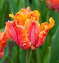 10 Avignon Parrot Tulip Bulbs for Planting - Easy to Grow Perennial Tulips