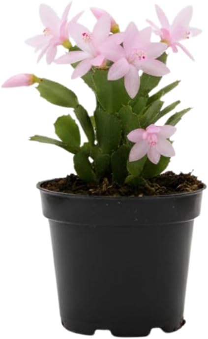 Pink Christmas Cactus Plants Live in 2 Inch Pot, Vibrant Christmas Cactus Blooms, Perennial Holiday Cactus Plant Flower Succulent Houseplant