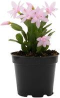 Pink Christmas Cactus Plants Live in 2 Inch Pot, Vibrant Christmas Cactus Blooms, Perennial Holiday Cactus Plant Flower Succulent Houseplant