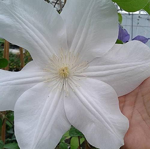 Candida Clematis Vine - 5 Live Plants in 4 Inch Growers Pots - Clematis 'Candida' - 2 Years Old Ready to Be Planted - Bold and Beautiful Purple Flowering Vine