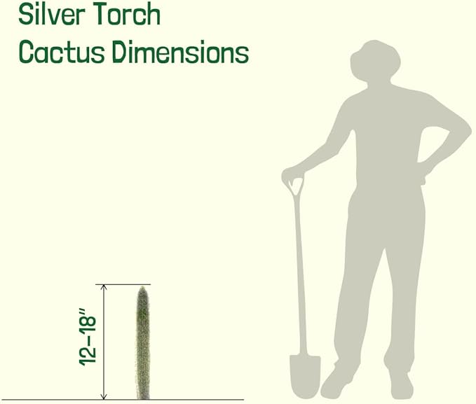 Cactus Outlet - Cactus Plants Live, Live Plants Outdoor & IndoorUse, Live Cactus, Silver Torch