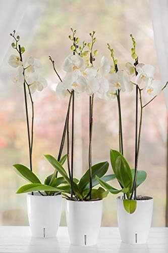 Santino 4.9 Inch ORCHIDEA Self Watering Pots for Orchids in Violet (Set of 3) - Decorative Wicking Planter with w/Great Aerification, Drainage and Water Level Indicator