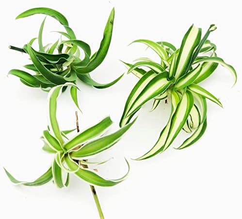 Smoke Camp Crafts - Organic -Spider Plant Trio