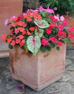 Pink Symphony Caladium Bulbs - Large Size Root - Stunning Pink and Green Foliage - Hardy in Zones 9-11 - Ideal for Gardens and Containers