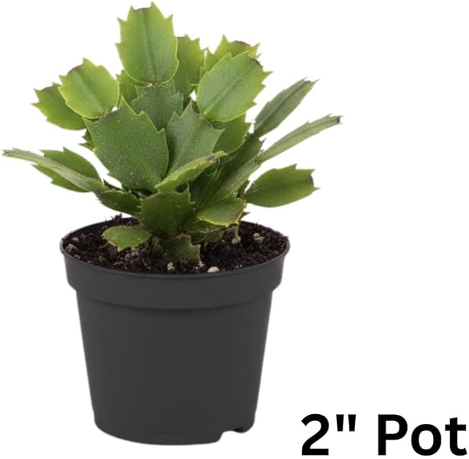 Pink Christmas Cactus Plants Live in 2 Inch Pot, Vibrant Christmas Cactus Blooms, Perennial Holiday Cactus Plant Flower Succulent Houseplant
