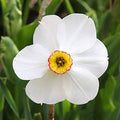 Pheasant's Eye (or Recurvus) Daffodil Flower Bulbs - 5 Bulbs per Pack - Pleasantly Scented - Deer Resistant - Good as Cut Flowers - Naturalizing - Perennializing