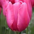 Don Quichotte Triumph Tulip Flower Bulbs - 10 Bulbs per Pack - Good as Cut Flowers - Good for Indoor Forcing - Easy to Grow Live Plants - Outdoor Garden