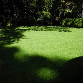 Outsidepride 1 Lb Supranova Shade Grass Mix of POA Supina & Rough Bluegrass - Shade Tolerant Grass Seed for Golf Courses, Athletic Fields, & Outdoor Lawns, OptiGrowth Coated for Seed Enhancement