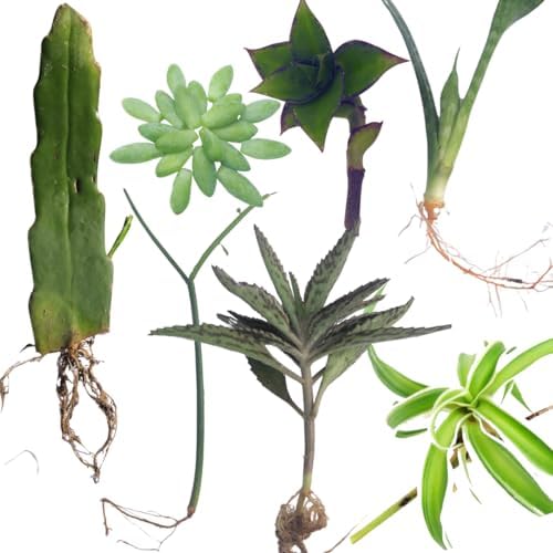 Smoke Camp Crafts 7 Live Plant Cuttings for Propagation, Queen of The Night Plant, Burro's Tail, Pencil Cactus, Spider, Snake, Mother of Thousands Green