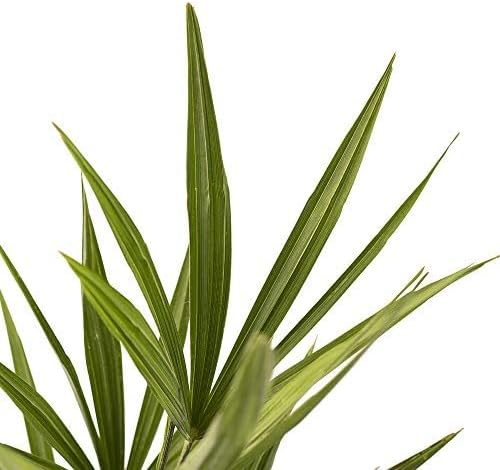 American Plant Exchange Windmill Palm Tree, Cold Hardy, Drought Tolerant, Easy Care Tropical Live Plant for Outdoor Landscapes, 2 Pack of 4” Pots
