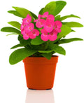 Pink Crown of Thorns Plant Live in Pot, Euphorbia Milii Live Plants Very Hardy Houseplant Home Decoration, Year Round Blooming