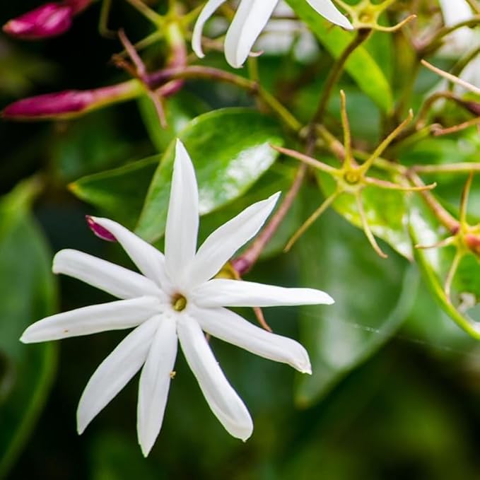 Live Angel Wing Jasmine (Jasminum Nitidum) Plants - Fragrant, White Blooming Evergreen Shrub for Any Garden (2 jas Angel Cups)