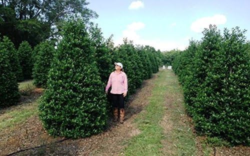 Nellie R. Stevens Holly - 30 Live Plants - Evergreen Privacy Trees