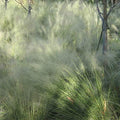 Outsidepride Agrostis Nebulosus Cloud Grass Seeds - 10000 Pcs Annual Versatile & Adaptable Ornamental Grass with Airy White Seed-Heads for Low Maintenance Xeriscaping & Borders