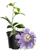 Passion Flower Plant Live, 5 to 8 Inch Tall Passiflora Vine, Fragrant Climbing Plant for Garden or Trellis, No Pot, Well-Rooted (Light Purple Passion Flower)