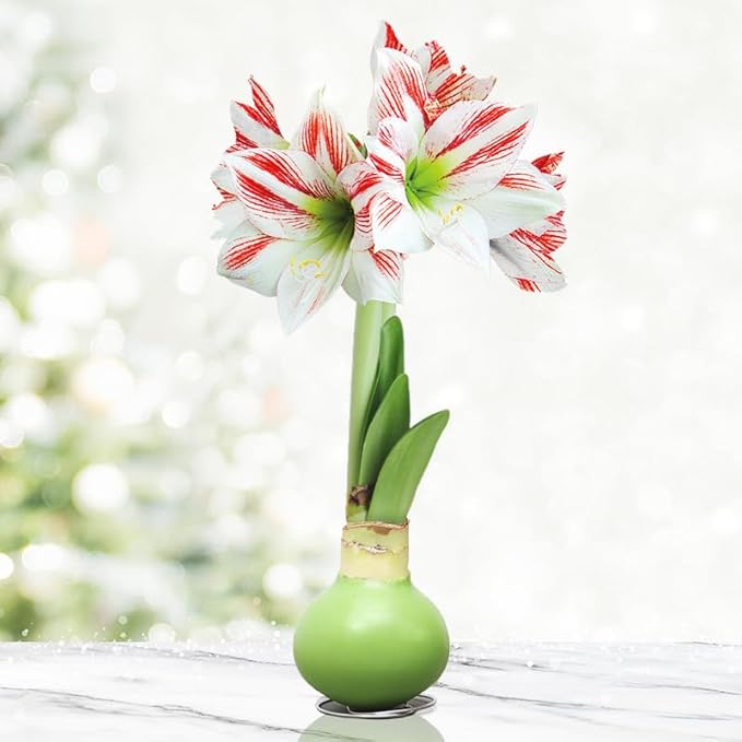 Lollipop Amoice Waxed Amaryllis Flower Bulb with Stand, No Water Needed