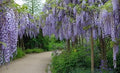 25pcs Wisteria Seeds Flowered Wisteria Seeds Potted seedlings Climbing Plants Hanging Flower Seeds Forest Seeds