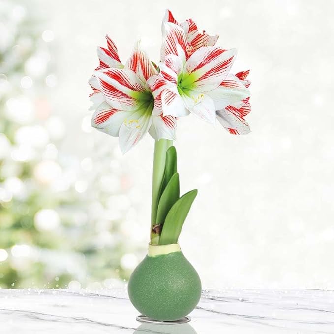 Blooming Fields Amoice Waxed Amaryllis Flower Bulb with Stand, No Water Needed