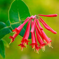 Red Coral Honeysuckle Live Plant Well-Rooted, 5-9" Red Honeysuckle Plant Live, Honeysuckle Vine Bush for Planting, Bush Honeysuckle