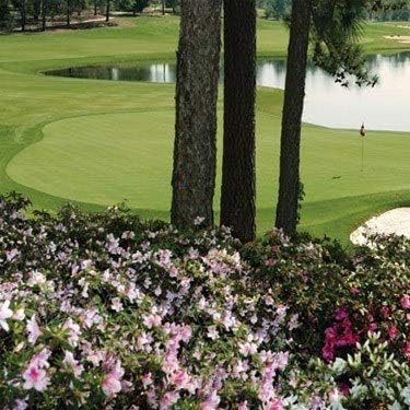 Outsidepride Pure Select Creeping Bent Grass Seed - 5 lbs. Premium Turf Grass for Putting Greens, Tees & Fairways, Dense & Fine-Textured Lawn Seed for Smooth, Professional-Quality Golf Greens & Lawns