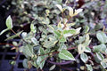 Variegated Asiatic Jasmine | 5 Live 4 Inch Plants | Trachelospermum Asiaticum | Fast Growing Ground Cover, Evergreen Foliage, Low Maintenance Vine, Landscaping Shrub, Drought Tolerant Plant