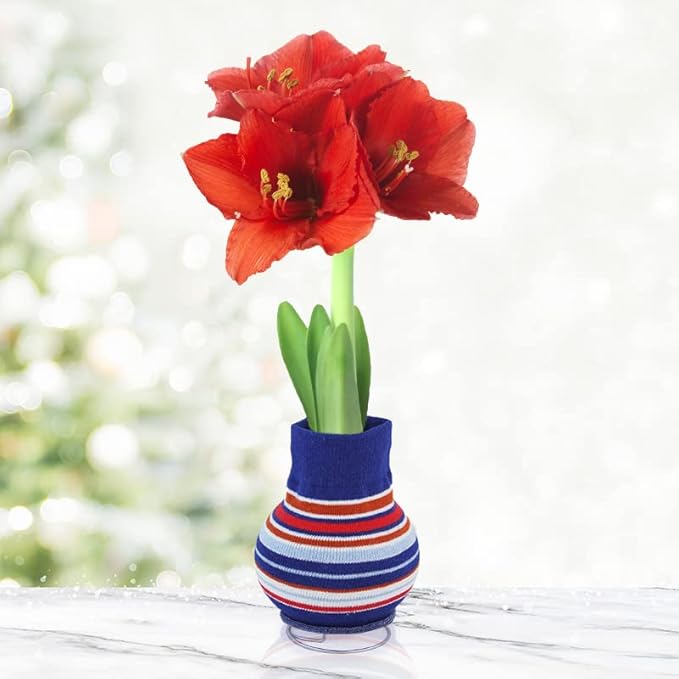 Cheer Up Buttercup Sweater Amaryllis Flower Bulb with Stand, No Water Needed, Gift Ready