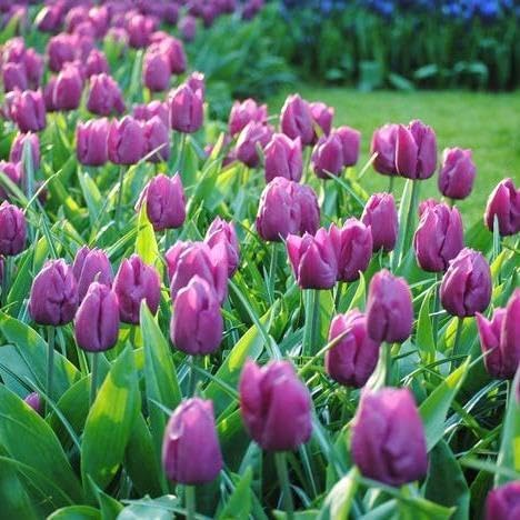 Purple Prince Tulip Bulbs – 10 Bulbs Easy Grow Perennial Tulips | Vibrant Early Spring Blooms | Fall Planting | Excellent for Cutting & Garden Borders