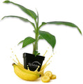 Kokopo Banana Tree - 1 Live Plant in a 3 Inch Growers Pot - Musa Acuminata - Edible Fruit Bearing Tree for The Patio and Garden