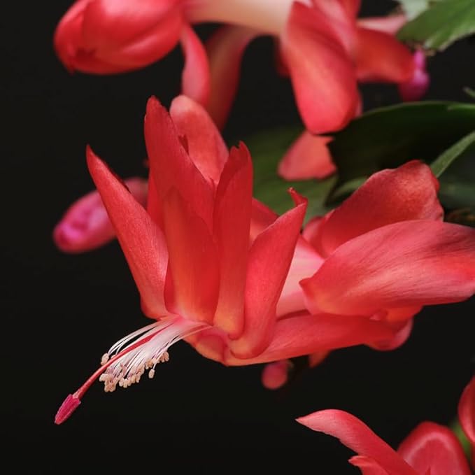 Red Christmas Cactus Plants Live in 4 Inch Pot, Vibrant Christmas Cactus Blooms, Perennial Holiday Cactus Plant Flower Succulent Houseplant
