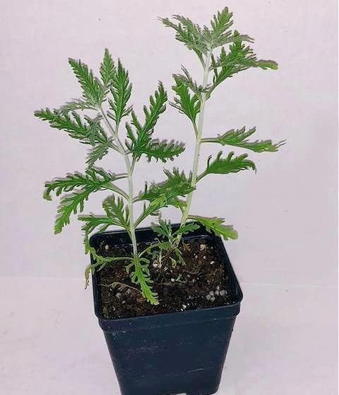 Greenwood Nursery: Live Perennial Plants - Russian Sage 'Little Lace' + Perovskia Atriplicifolia - [Qty: 3X Pint Pots] - (Click for Other Available Plants/Quantities)