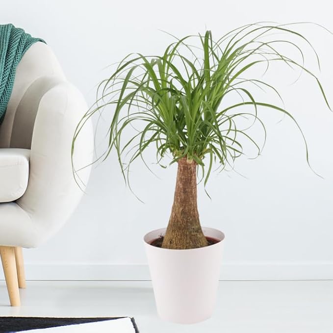 Gardenera Nolina Potting Mix - Promote Strong Roots and Captivating Form with Our Premium Blend - 4 Quart