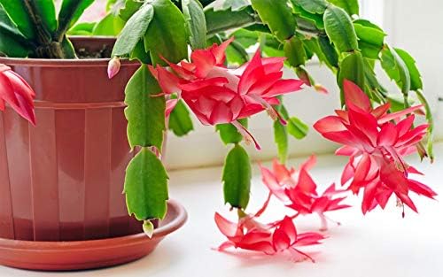 Christmas Cactus - 3 Live Plants in 4 Inch Pots - Schlumbergera Bridgesii - Beautiful Indoor Tropical Succulent