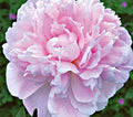 Sarah Bernhardt Garden Peony: Paeonia lactiflora - 1 Bulbs