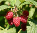 COHO Red Raspberry (Rubus) - Starter Plant (7L) (1 Live Plant)