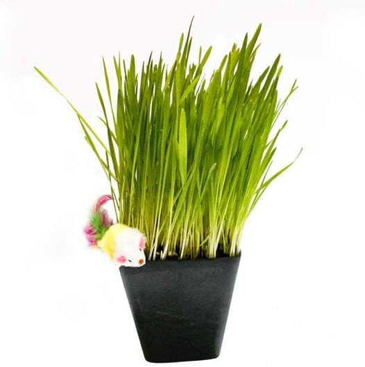 Thunder Acres Cat Grass Blend - Wheat, Barley, Oats, and Rye Seed Mix - Non-GMO - Certified Organic - Bonus CAT Toy (4 oz)