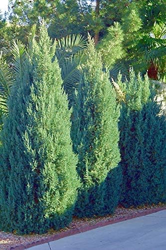 Blue Point Juniper - 20 Live Trees - Juniperus Chinensis - Evergreen Screening Plant