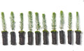 Colorado Blue Spruce Tree Plug Seedlings | 6"-12" | Arbor Day Foundation (10-Pack)