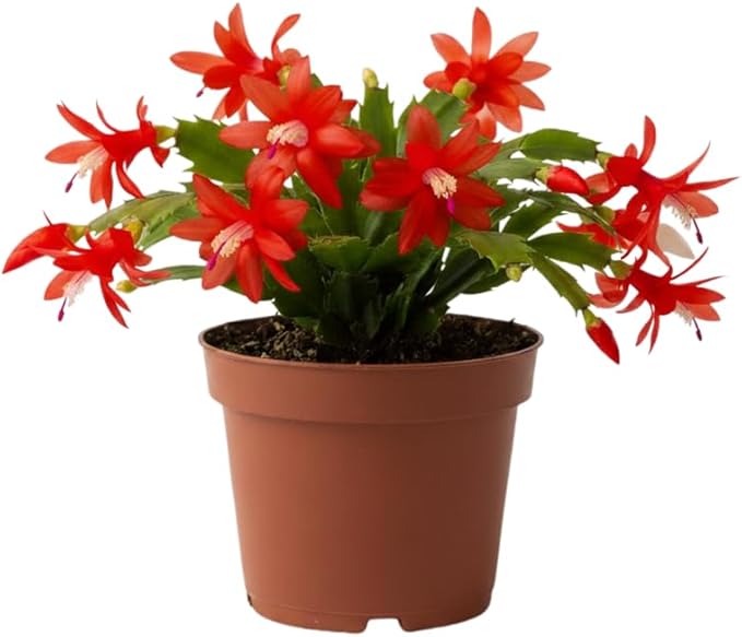 Red Christmas Cactus Plants Live in 4 Inch Pot, Vibrant Christmas Cactus Blooms, Perennial Holiday Cactus Plant Flower Succulent Houseplant